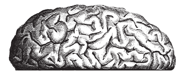 One Half of a Brain in an Etching/Engraved Style